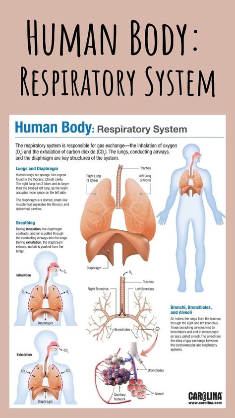 Human Anatomy Lungs, Physiology Of Respiratory System, Respitory System Notes, Respiratory System Aesthetic, Anatomy Of Lungs, Doctor Infographic, Diaphragm Anatomy, Respiratory System Notes, Respiratory And Circulatory System