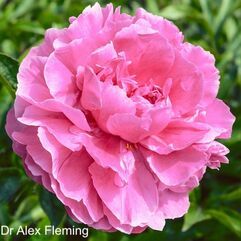 Herbaceous Peony - Dr Alex Fleming Peony Varieties, Cottage Garden Plan, Pnw Gardening, Alexander Fleming, Digitalis Purpurea, Frog Pond, Flowers Peony, Paeonia Lactiflora, Coral Peonies