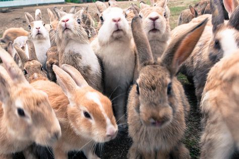 You desperately underestimated Japan. Bunny Island, Rabbit Island, Pet Frogs, Cat Island, Wild Rabbit, Sea Otter, A Bunny, Small Island, Hiroshima