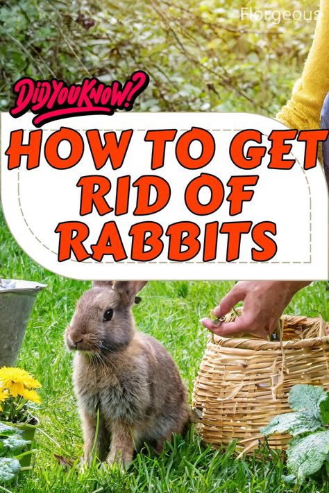 How to Get Rid of Rabbits Rabbit Deterrent, Rabbit Repellent, Rabbit Habitat, Rabbit Eating, Wild Rabbit, Green Pasture, Types Of Animals, Chicken Wire, Have You Tried