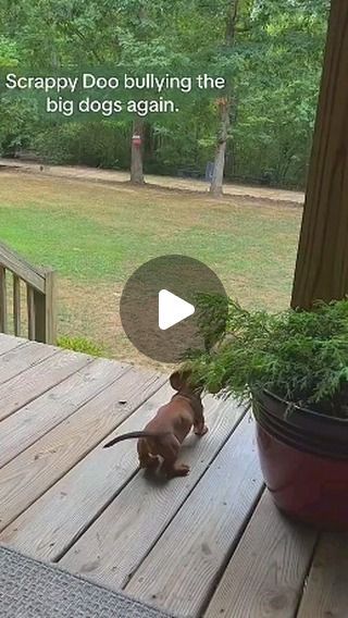 Dutchhounds Dog, Cute Dashounds, Dashund Dogs, Daschund Aesthetics, Long-haired Daschund, Funny Daschund Videos, Min Pin Puppies, Weiner Dog Humor, Dachshund Puppy Funny