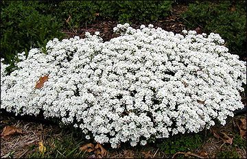 Evergreen Candytuft, Taller Tips, Iberis Sempervirens, Ground Cover Flowers, Missouri University, Grow Taller, Ground Covers, Rock Garden Plants, Rock Garden Landscaping