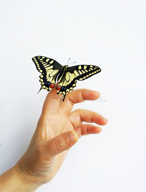 Butterfly On Finger, Hand With Butterfly, Butterfly On Hand, Hand Background, Sustained Investigation, Animal References, Hand Reference, Background White, White Butterfly