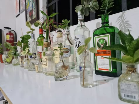 Plants In Liquor Bottles, Alcohol Bottles Aesthetic Decoration, Recycled Alcohol Bottles, Plants In Alcohol Bottles, Eco Goth, Beige Furniture, Plants In Bottles, Plant Mama, Recycling Containers