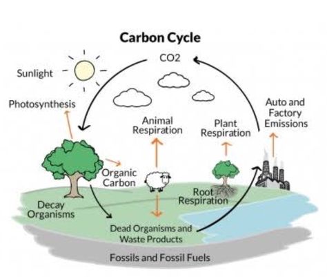 Cycle Drawing Easy, Carbon Compounds, The Carbon Cycle, Cycle Drawing, Earth's Atmosphere, Carbon Cycle, Notes Online, Earth Atmosphere, Biology Notes