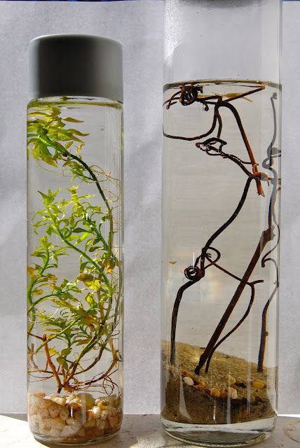 Ecojar - An entire aquarium ecosystem encapsulated in glass. A fun project for the kids and adults too. Discovery Bottles, Paper Wings, Old Glass Bottles, Diy Aquarium, Sensory Bottles, Aquascaping, Cool Diy Projects, Ecosystem, Fun Projects