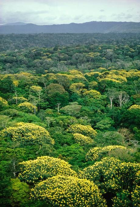 The tropical rainforest in the Congo is considered one of the last 'two big patches' of forest (Picture: Getty) Congo Rainforest, African Rainforest, Jungle Pictures, Frans Lanting, Jungle Fever, Democratic Republic Of The Congo, Dr Congo, Forest Pictures, Travel Outdoors