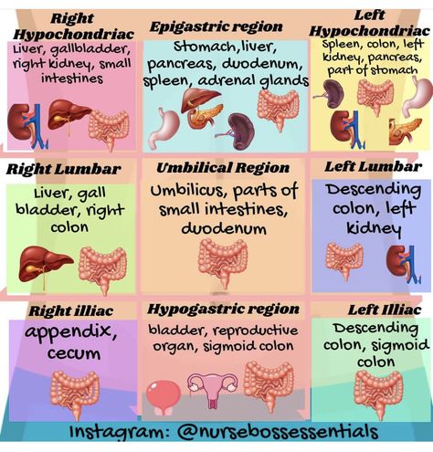 Nursing Cheat Sheet, Sigmoid Colon, Nursing Cheat, Medical Words, Medical School Life, Basic Anatomy And Physiology, Nurse Study Notes, Gastrointestinal Disorders, Nursing School Notes