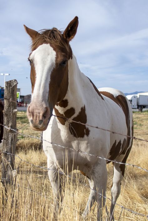 Brown And White Horse looking for a carrot in Utah. Brown And White Paint Horse, White Horse With Brown Spots, Brown And White Horse, Brown Horses, Grease Pencil, Haflinger Horse, Horse Brown, Morgan Horse, Mustang Horse