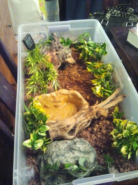 Ball Python Enclosure Ideas, Ball Python Enclosure, Python Enclosure, Ball Python Care, Snake Cages, Diy Reptile, Snake Terrarium, Frog Terrarium, Snake Enclosure