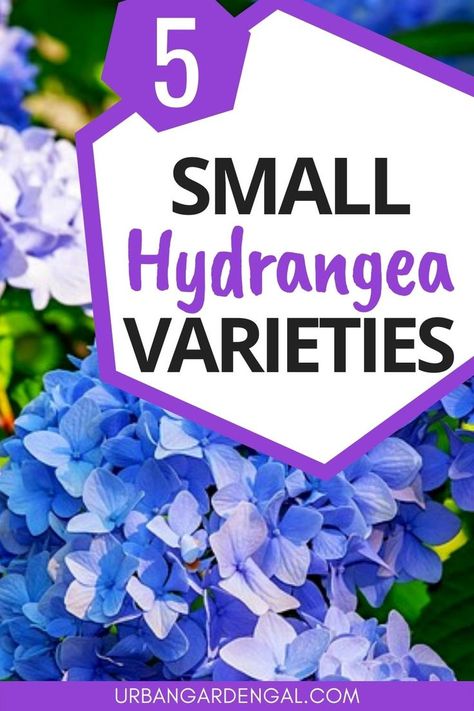 Small hydrangea varieties Hydrangea Shade, Flowers Feed, Colorful Shrubs, Hydrangea Landscaping, Hydrangea Shrub, Types Of Hydrangeas, Hydrangea Varieties, Urban Gardens, Hydrangea Colors