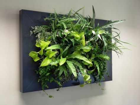 Bij een live picture kan er een keuze gemaakt worden uit een groot assortiment interieurplanten Living Wall Diy, Succulent Wall Garden, Green Wall Design, Plant Display Ideas, Indoor Plant Wall, Wood Wall Design, Vertical Garden Design, Tropical Garden Design, Hanging Plant Wall