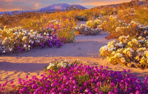 Anza Borrego, California Camping, Desert Flowers, California Desert, California Poppy, Tourist Spots, Dark Skies, Desert Landscaping, In The Desert