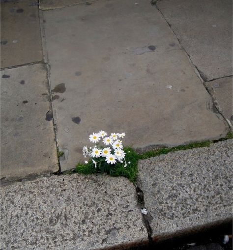 Daisies blooming in concrete Plants Growing, Grow Out, Art Reference Photos, Daisy, Plants, Flowers, Photography