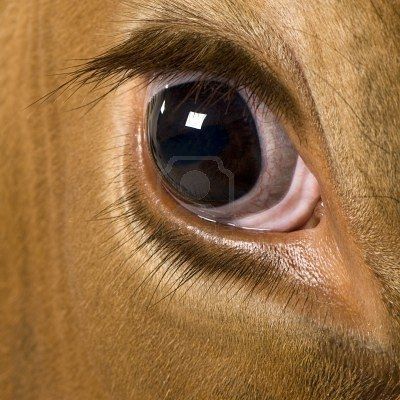 Cow Eyes, Animals Eyes, Holstein Cow, Eye Close Up, Animal Eyes, Holstein Cows, Canada Images, Wild Eyes, Windows To The Soul