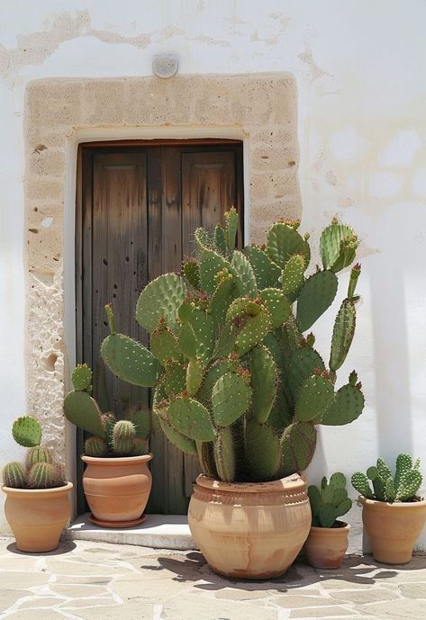 Cacti In Pots, Cactus Plants Outdoor, Rustic Outdoor Spaces, Mexico Cactus, Cactus House Plants, Front Garden Landscape, Gladioli, Home Exterior Makeover, Cactus Pot