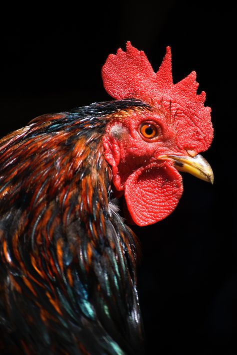 I am not sure about his comb, something looks off, but I do not know what.  Golden Laced Cochin Rooster Portrait, Rooster Images, Farm Animal Paintings, Regard Animal, Chicken Pictures, Fancy Chickens, Rooster Painting, Beautiful Chickens, Chicken Painting