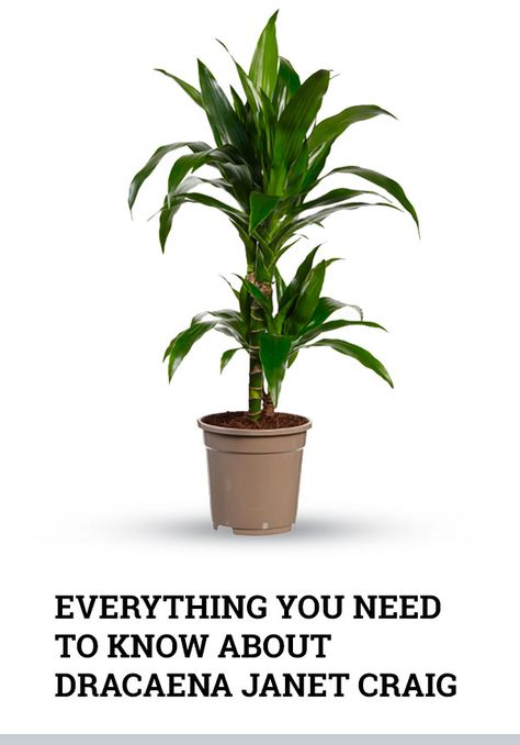 Janet Craig Dracaena Plant Care, Dracaena Janet Craig, Janet Craig Plant Care, Dracaena Plant Care Houseplant, Dracena Plant Care, Janet Craig Plant, Corn Plant Care, Dracaena Plant Care, Dracena Plant