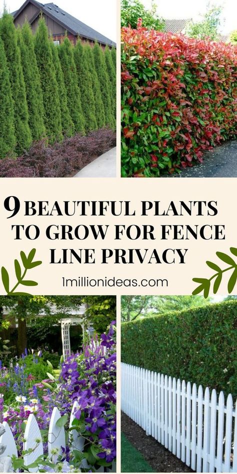 Garden Separation Ideas Plants, Front Yard Landscaping Ideas Privacy, Backyard Privacy Ideas Landscapes, Backyard Landscaping With Fence, Modern Small Front Yard Design, Outdoor Privacy Plants, Privacy Mesh Fence Ideas, Privacy Barrier Ideas, Yard Privacy Ideas Plants