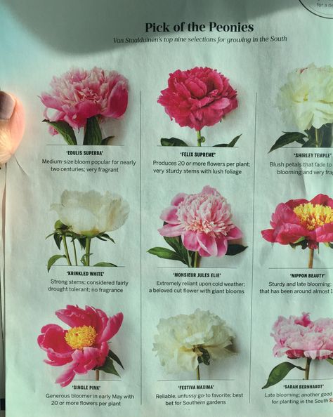 Types Of Peonies, How To Grow Orchids, Grow Orchids, Orchids Care, Peony Care, Become Healthy, Flowers Orchids, Bloom Flowers, Red Orchids