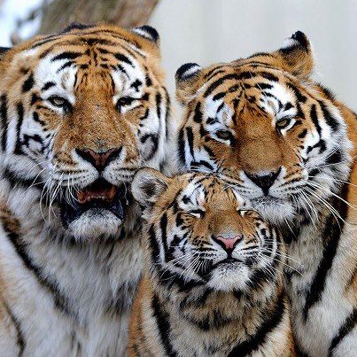 Mom, Dad and I Tiger Photos, Amur Tiger, Tiger Artwork, Wild Animals Photos, Tiger Love, Tiger Pictures, Big Cats Art, Most Beautiful Animals, Baby Animals Pictures