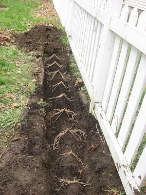 Happy Home: How to Plant Asparagus in your Home Garden How To Plant Asparagus, Planting Asparagus, Asparagus Bed, Plant Asparagus, Asparagus Garden, Growing Asparagus, Gardening Tricks, Asparagus Plant, Raised Vegetable Gardens