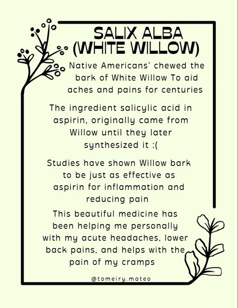 SALIX ALBA WHITE WILLOW BARK TINCTURE EXTRACT HERBALIST HIPPIE NATURE MEDICINE LOVE HEALER TREES ACNE SALICYLIC ACID White Willow Bark Magical Properties, White Willow Bark Benefits, White Willow Bark Tincture, Willow Bark Tincture, Nature Medicine, Herbal Health, Herbal Education, White Willow Bark, Useful Plants