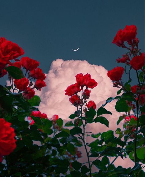 Red Roses, Roses, Moon, Flowers, Red, On Instagram, Instagram