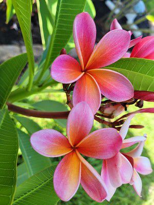 If you're hoping to add a tropical aesthetic and spectacular floral display to your landscape, plumeria may be the plant for you. Plumerias, are a group of closely related flowering plants that are synonymous with "tropical." UF/IFAS Extension Orange County Agent John Roberts contributed to this lively introduction to plumeria in this Gardening Solutions article. River Plants, Florida Flowers, Florida Images, Edible Gardening, Tropical Aesthetic, Florida Plants, Traditional Flower, Florida Gardening, Garden Solutions