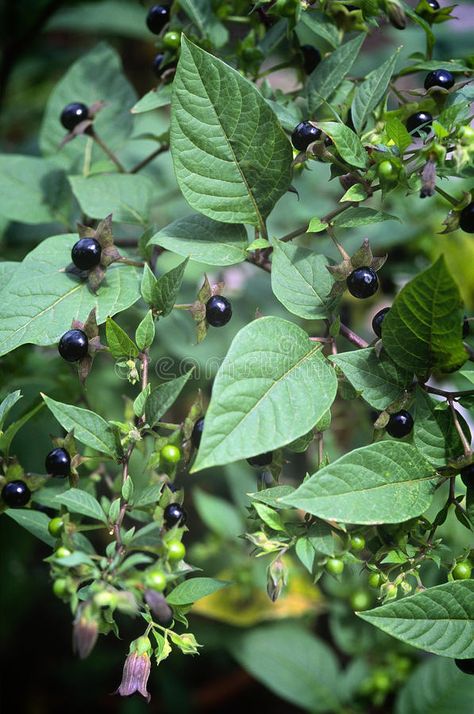 Deadly Nightshade (Atropa belladonna), berries and flowers. Deadly Nightshade (A #Sponsored , #Sponsored, #Affiliate, #Nightshade, #flowers, #berries, #Deadly Belladonna Flower, Nightshade Flower, Indian Name, Poison Garden, Deadly Nightshade, Goth Garden, Baobab Tree, Poisonous Plants, Leafy Vegetables