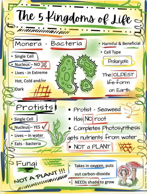 Five Kingdoms of Life Middle School Science Lesson is perfect for teaching about monera, protists, fungi, plants and animals. This lesson is aligned with state and national science standards; #ngsslesson #fivekingdomsoflife #middleschoolscience Kingdom Monera, Five Kingdoms, Fungi Kingdom, Science Lessons Middle School, Taylor Rogers, Visual Literacy, 1st Grade Science, Science Lesson, Study Flashcards