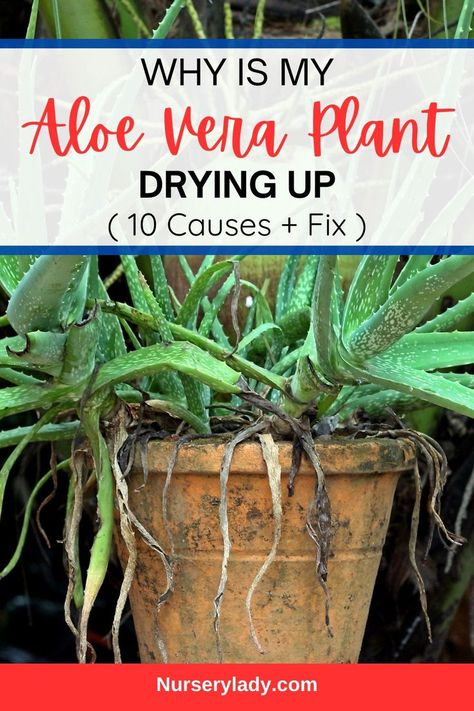 "Discover the 10 Reasons Behind My Drying Aloe Vera and learn how to care for your Aloe Vera Plant effectively. Explore common issues that lead to Aloe Vera leaf drying, including improper watering, sunlight exposure, and pest problems. Uncover tips for maintaining healthy Aloe Plant care and maximizing the benefits of Aloe Vera powder uses. Whether you're growing Aloe Vera indoors or outdoors, this guide will help you keep your plant thriving!" Aloe Plant Care, Growing Aloe Vera, Benefits Of Aloe Vera, Aloe Vera Powder, Aloe Plant, Aloe Vera Plant, Green Leaves, Aloe Vera, Benefits