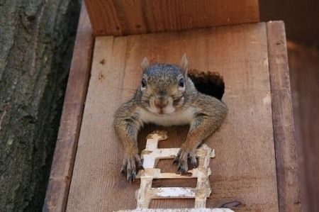 4 Unbelievable Squirrel House Designs Baby Squirrel Care, Nesting Boxes Diy, Squirrel Feeder Diy, Squirrel Nest, Squirrel House, Squirrel Home, Squirrel Feeders, Homemade Bird Houses, Paracord Ideas