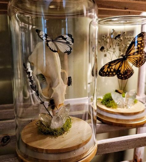 Bug Specimen Display, Butterfly Dome Display, Bee Taxidermy Art, Bug Taxidermy Art, Butterfly Specimen Display, Butterfly Display Ideas, Pinning Butterflies, Butterfly Taxidermy Decor, Entomology Display