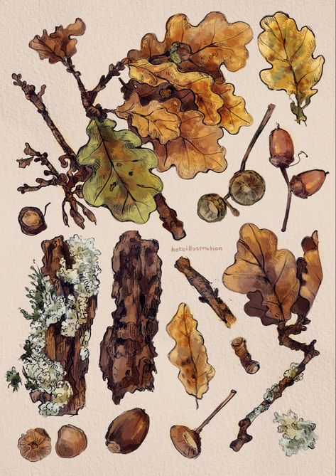 Fall Tree Sketch, Autumn Plants Illustration, Fall Botanical Illustration, Watercolor Oak Leaves, Forestcore Drawing, Autumn Trees Drawing, Autumn Botanical Illustration, Oak Tree Aesthetic, Acorn Aesthetic