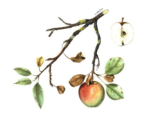 Wild apple | A small branch of a wild and old apple tree (..… | Flickr Apple Tree Drawing, Old Apple Tree, Tree Branch Tattoo, Branch Drawing, Branch Tattoo, Apple Farm, Watercolor Fruit, Wild Apple, Apple A