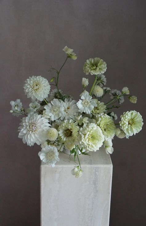 Fresh Cut: Scabiosa Fama White – Farmer Bailey Inc. White Scabiosa, Caring For Mums, Flower Farmer, Cut Flower Garden, Blog Instagram, Fresh Cut, Blog Photo, Cut Flowers, Dahlia