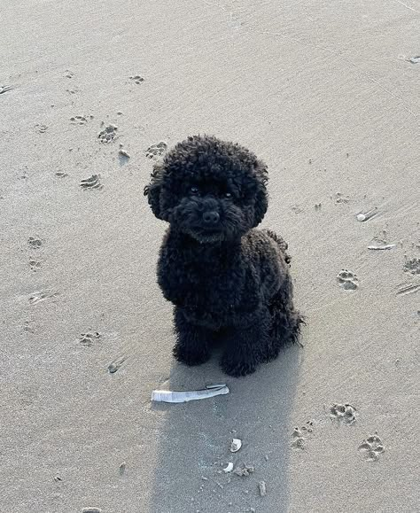 Mini Poodles Black, Black Miniature Poodle, Black Toy Poodle, Puppies Stuff, Mini Poodle Puppy, Poodle Black, Cute Fluffy Puppies, Poddle, Fat Dogs