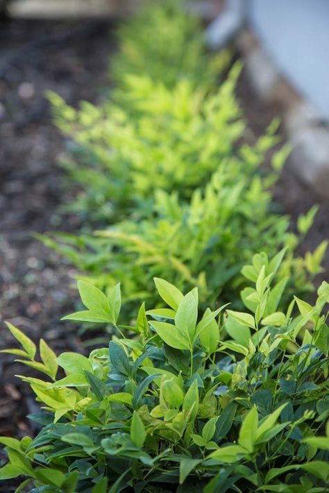 Nandina MAGICAL Lemon Lime 1 Nandina Lemon Lime, Lime Green Plants, Lemon Lime Nandina, Nandina Domestica, Foliage Plants, Design Course, Green Foliage, Lemon Lime, Fast Growing