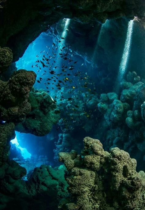 Underwater cavern; reminds my of my abstract underwater cavern. the colors and position of coral and rocks. Underwater Cavern, Red Sea Egypt, شرم الشيخ, Underwater Caves, Bawah Air, Under The Water, Fish Swimming, Red Sea, Underwater Photography