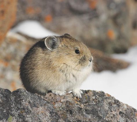 The American pika: A case study in wildlife acclimating to climate change Pika Animal, Round Animals, American Pika, Fun Facts About Animals, Silly Animals, Cute Creatures, Sweet Animals, Animal Planet, Cute Little Animals