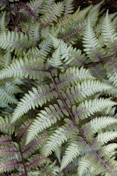 Coral Bells Plant, Painted Fern, Waterville Maine, Dundas Ontario, Lady Fern, Garden Library, Autumn Fern, Japanese Painted Fern, Garden Shade