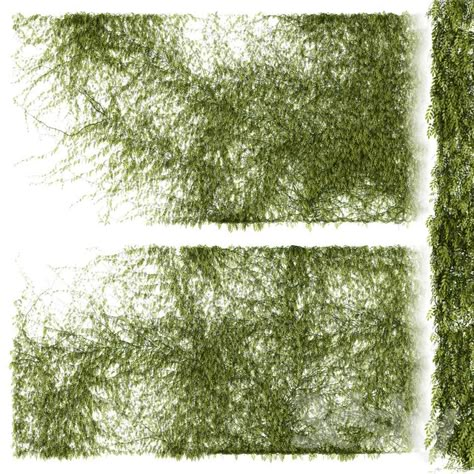 Plant Wall Texture, Sims 4 Cc Ivy Wall, Plants Architecture Photoshop, Bushes Photoshop Architecture, Trees Background Architecture Photoshop, Vegetation Png, Section Drawing Architecture, Wall Planters Outdoor, Climber Plants