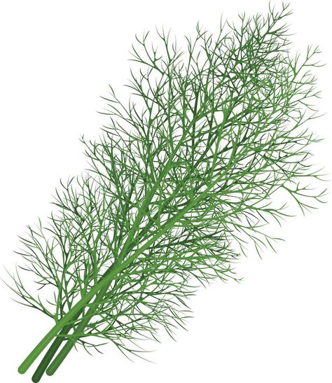 Dill. Image of dill twigs. A spicy plant. Dill for spices. Vector illustration isolated on a white background Dill Illustration, Spices Vector, Drawing Models, Model Drawing, Background Background, Figure Drawing, Tattoo Ideas, White Background, Vector Free