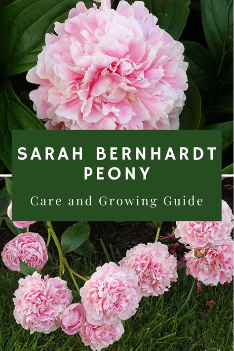 When To Plant Peonies, Peony Companion Plants, Peony Landscaping, Paeonia Sarah Bernhardt, Sarah Bernhardt Peony, Peony Arrangements, Peony Sarah Bernhardt, Grow Peonies, Front Yard Flowers