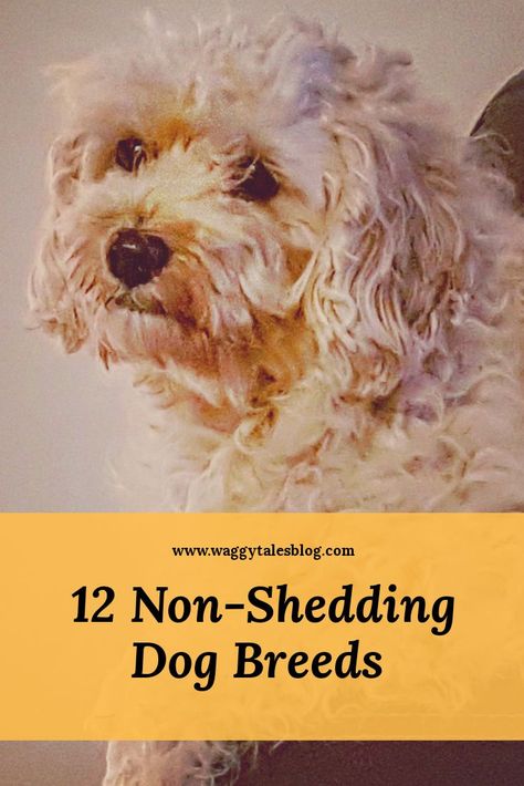 Find out more about non shedding, low shedding and hyper-allergenic dog breeds. Low Shedding Dog Breeds, Non Shedding Dog Breeds, Low Shedding Dogs, Poodle Mix Breeds, Dog Breeds That Dont Shed, Non Shedding Dogs, Stop Dog Barking, Puppy Friends, Kerry Blue Terrier