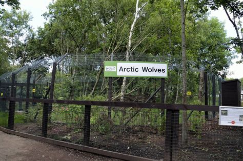 Arctic Wolf enclosure-06/07/2014 Wolf Enclosure, Zoo Boo, Five Sisters, Pet Wolf, Zoo Park, Dog Yard, Arctic Wolf, Wolf Dog, Wolves