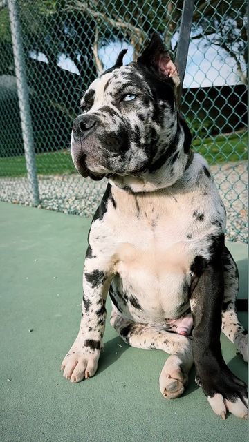 Cane Corso Merle, Merle Cane Corso, Cane Corso Dog Puppies, Cane Corso Aesthetic, Cute Cane Corso, Blue Cane Corso, Cute Pitbull Puppies, Blue Eyed Dog, Cane Corso Puppy