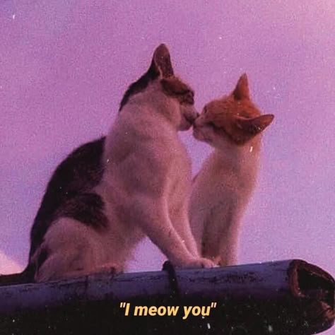 Cats In Love Aesthetic, Cat Love Aesthetic, Meaningful Images, Quotes Meaningful, Cat Couple, Two Cats, Cat Quotes, Cat Aesthetic