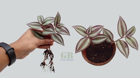 Wondering Jew Plant, Dahlia Flower Garden, Jew Plant, Tradescantia Zebrina, Wandering Jew Plant, Types Of Houseplants, Inch Plant, Wandering Jew, Household Plants